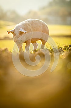 Pigs eating on a meadow in an organic meat farm