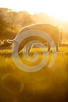 Pigs eating on a meadow in an organic meat farm