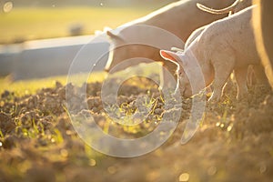 Pigs eating on a meadow in an organic meat farm