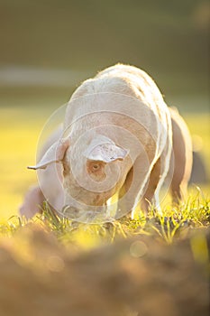 Pigs eating on a meadow in an organic meat farm