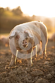 Pigs eating on a meadow in an organic meat farm