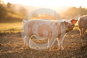 Pigs eating on a meadow in an organic meat farm