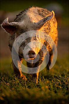 Pigs eating on a meadow in an organic meat farm