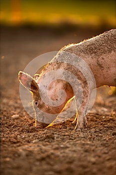 Pigs eating on a meadow in an organic meat farm