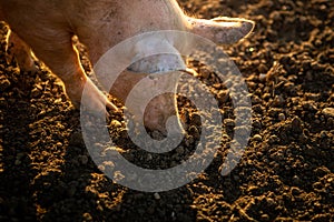 Pigs eating on a meadow in an organic meat farm