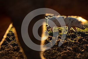 Pigs eating on a meadow in an organic meat farm