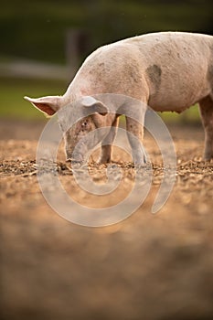 Pigs eating on a meadow in an organic meat farm