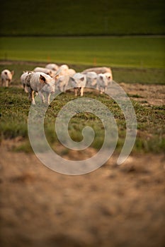 Pigs eating on a meadow in an organic meat farm