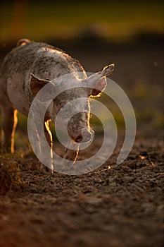 Pigs eating on a meadow in an organic meat farm