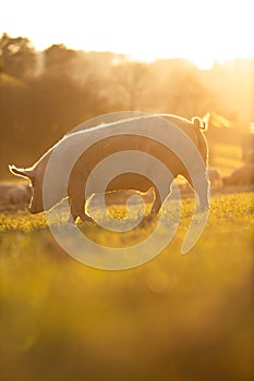 Pigs eating on a meadow in an organic meat farm