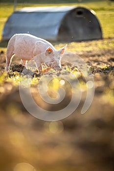 Pigs eating on a meadow in an organic meat farm