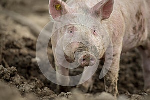 Pigs eating in an organic meat farm