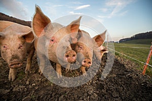 Pigs eating  in an organic meat farm