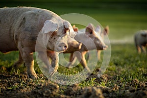 Pigs eating in an organic meat farm