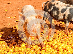 Pigs eating windfall oranges, Patensie, South Africa