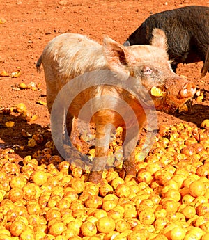 Pigs eating windfall oranges, Patensie, South Africa