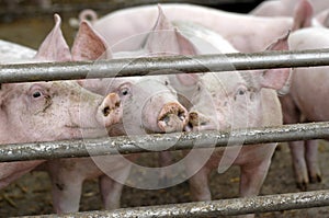 Pigs on an eco farm