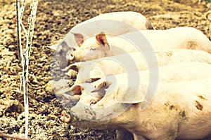 Pigs on the eco-farm