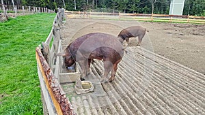 pigs in a encounter are eating