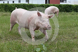 Pigs enjoying sunshine on green grass near the farm