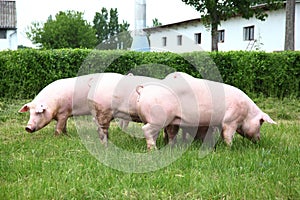 Pigs enjoying sunshine on green grass near the farm