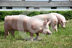 Pigs enjoying sunshine on green grass near the farm