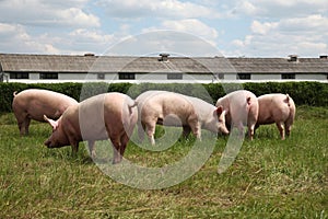 Pigs enjoying sunshine on green grass near the farm