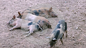 Pigs in Estancia. Bolivia, south America.