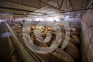 Pigs at a factory