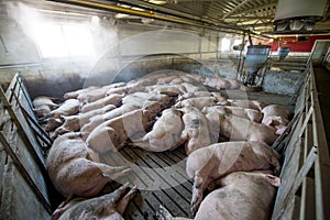 Pigs at a factory