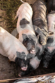 Pigs family in pigsty, look into camera. dirty and happy. Farm life