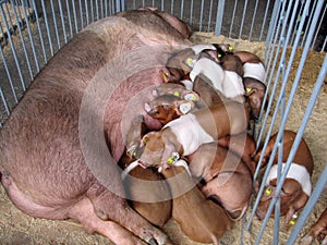 Pigs family in a stall at agrarian exhibition.