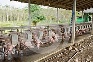 Pigs at the farm.