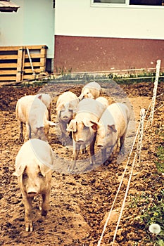 Pigs on the farm.