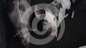Pigs On A Farm