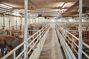 Pigs on farm. Pigs and farm photo