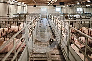 Pigs on farm. Pigs and farm