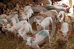 Pigs in a farm photo