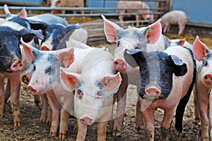 Pigs on farm