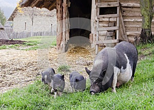 Pigs on farm