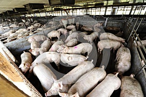 Pigs farm