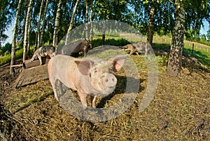 Pigs on a farm