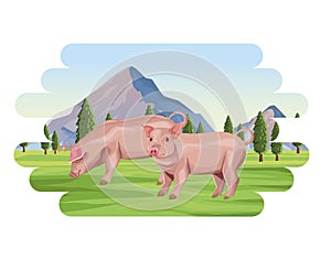 Pigs farm animal