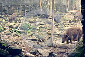 Pigs at farm in Sa Pa valley photo