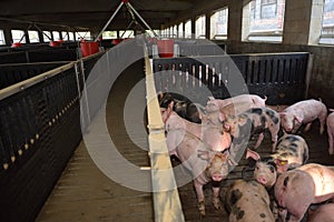 A pigs on a farm with black spots