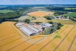 Pigs farm in Denmark. Aerial view.