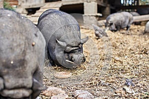 Pigs on Farm eating Bread. Cute Black Pig chewing