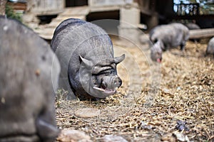 Pigs on Farm eating Bread. Cute Black Pig chewing