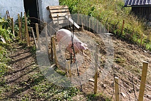 Pigs on the farm. Happy pig on a farm