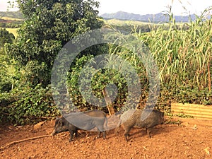 Pigs on Farm on Kauai Island, Hawaii.